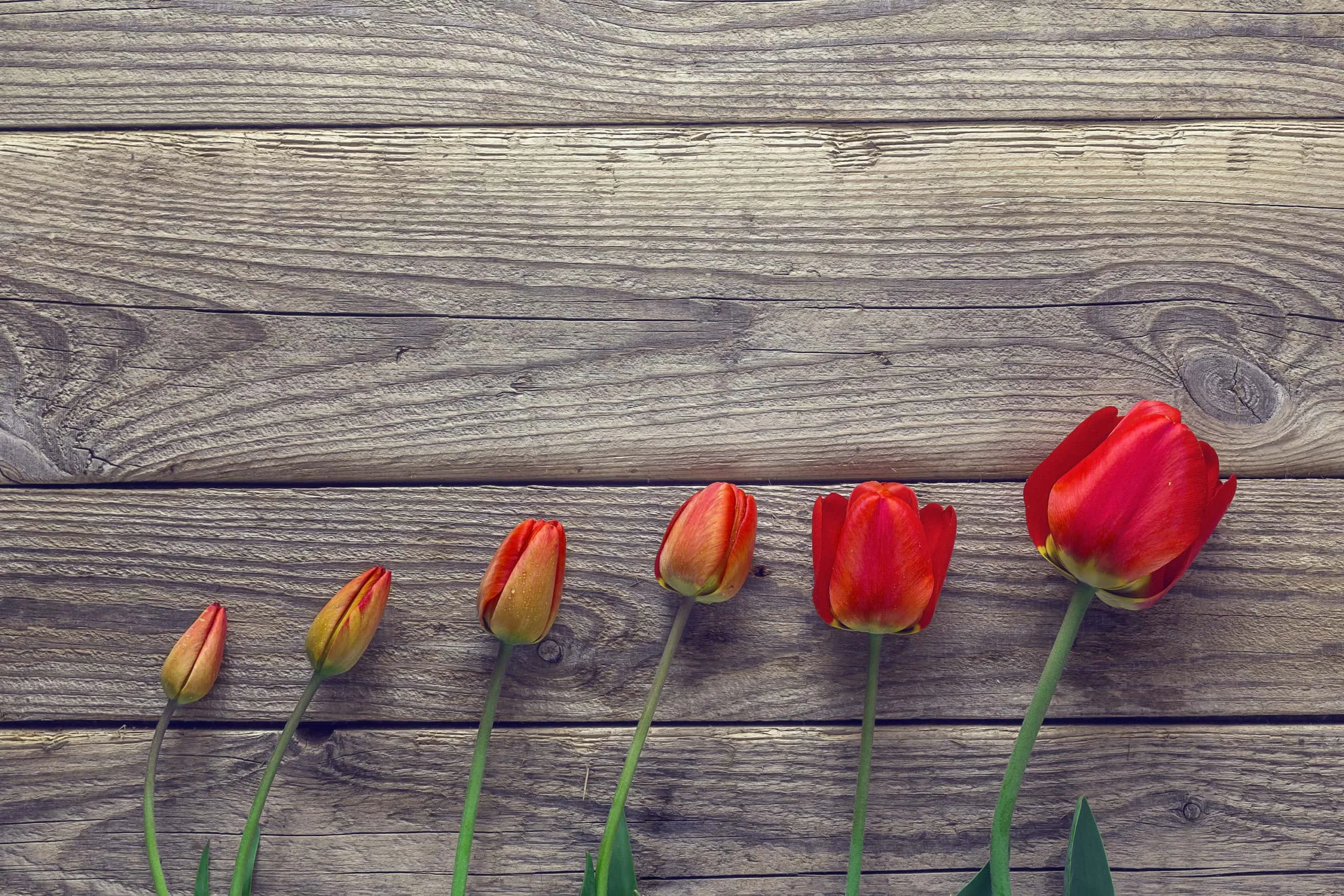 Red tulips growing against weathered wood